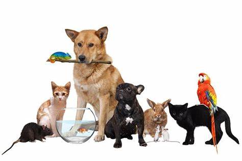 Effects of EMF on pets and living organisms